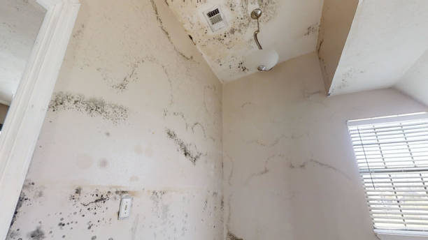 Best Mold-Related Health Consultation  in Cheval, FL