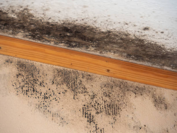 Best Industrial Mold Remediation  in Cheval, FL