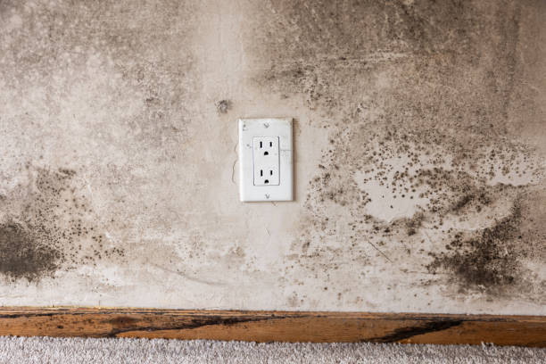 Professional Mold Removal in Cheval, FL