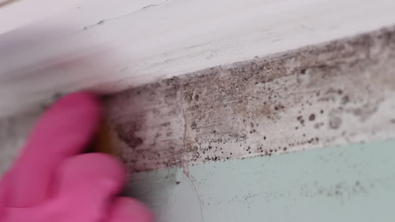 Best Mold Remediation for Healthcare Facilities  in Cheval, FL
